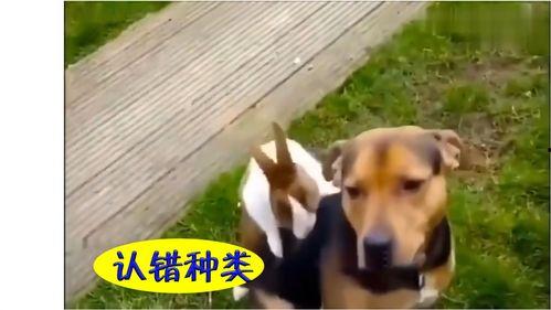 兔子的搞笑视频